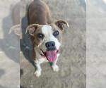 Small American Pit Bull Terrier