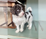 Small Photo #1 Bernedoodle Puppy For Sale in ALPINE, CA, USA