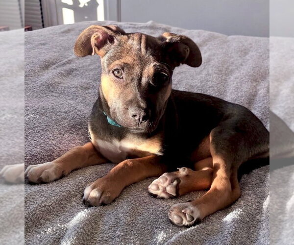 Medium Photo #4 Mutt Puppy For Sale in San Juan Capistrano, CA, USA