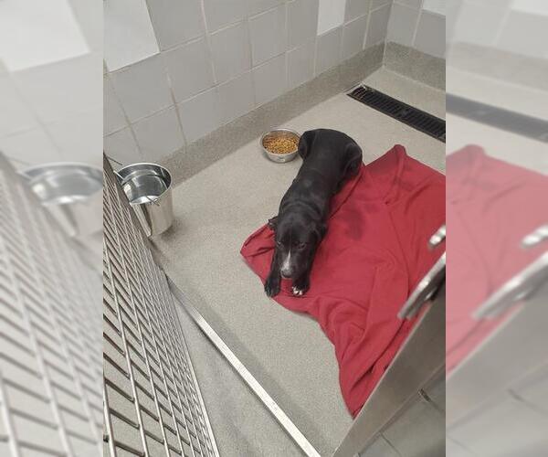 Medium Photo #1 American Pit Bull Terrier-Unknown Mix Puppy For Sale in Las Vegas, NV, USA