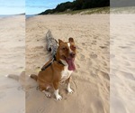 Small #17 Shiba Inu Mix