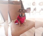 Small Photo #5 Mutt Puppy For Sale in Gulfport, MI, USA