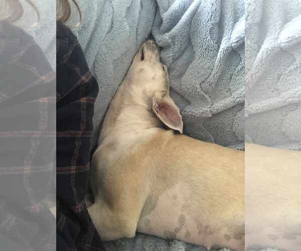 Medium Photo #4 Huskies -Labrador Retriever Mix Puppy For Sale in Holly Springs, NC, USA