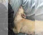 Small #3 Huskies -Labrador Retriever Mix