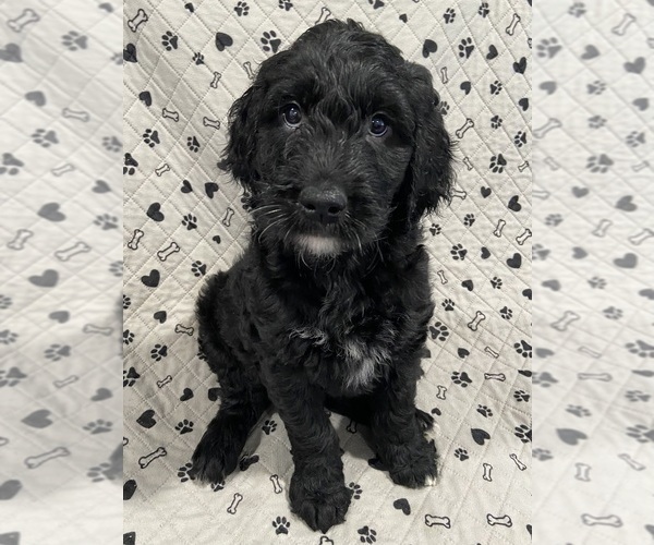 Medium Photo #1 Goldendoodle Puppy For Sale in CENTURIA, WI, USA