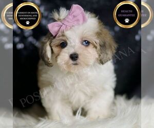 Maltipoo Puppy for sale in WARSAW, IN, USA