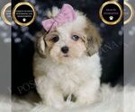 Small Maltipoo