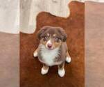 Small Photo #16 Australian Shepherd Puppy For Sale in WESLEY CHAPEL, FL, USA