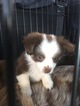 Small Photo #8 Australian Shepherd Puppy For Sale in STRAFFORD, MO, USA