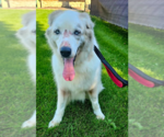 Small #3 Great Pyrenees Mix