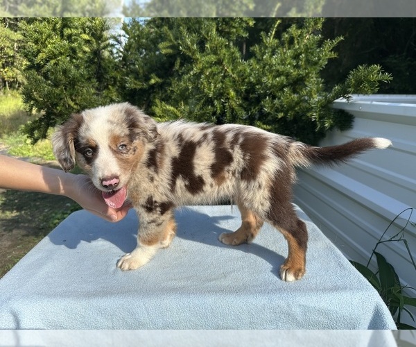 Medium Photo #15 Australian Shepherd Puppy For Sale in HYDEN, KY, USA