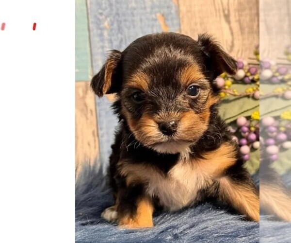 Medium Photo #1 Morkie Puppy For Sale in MIRAMAR, FL, USA