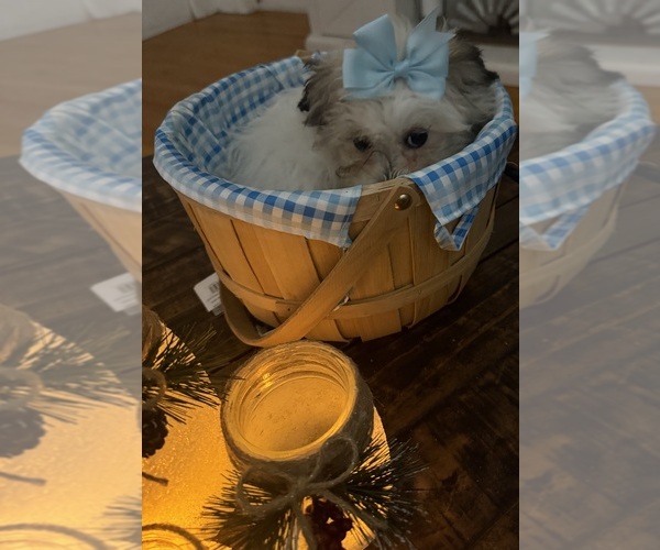 Medium Photo #53 Shih-Poo Puppy For Sale in DINWIDDIE, VA, USA