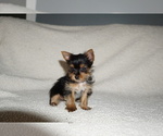 Small Photo #5 Yorkshire Terrier Puppy For Sale in DUNDEE, OH, USA