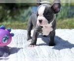Small Photo #6 French Bulldog Puppy For Sale in WEST ORANGE, NJ, USA