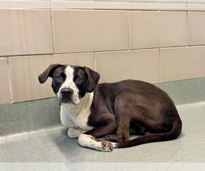 Labrador Retriever Dogs for adoption in Baytown, TX, USA