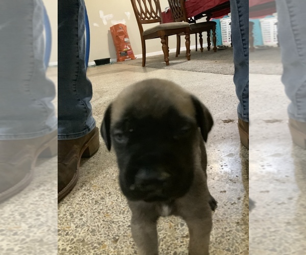 Medium Photo #18 Mastiff Puppy For Sale in TITUSVILLE, FL, USA