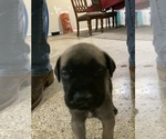 Small Photo #18 Mastiff Puppy For Sale in TITUSVILLE, FL, USA