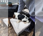 Small Photo #12 Basset Hound Puppy For Sale in S CHESTERFLD, VA, USA