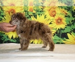 Maurice - Male Poodle (Toy) Puppy for Sale - Photo #6