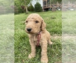 Small Photo #2 Goldendoodle Puppy For Sale in EATON RAPIDS, MI, USA