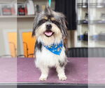 Small #4 Shih Tzu Mix