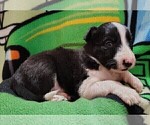 Small #28 Border Collie