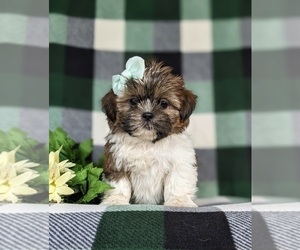 Shih Tzu Puppy for sale in HOLTWOOD, PA, USA