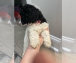Small Photo #1 Poodle (Standard) Puppy For Sale in LEESBURG, GA, USA