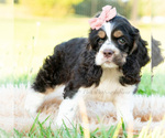 Small #4 Cocker Spaniel