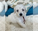 Small #6 Goldendoodle