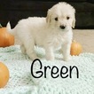 Small #77 Goldendoodle