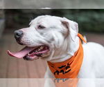 Small #11 American Staffordshire Terrier Mix