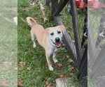 Small #11 Labrador Retriever Mix