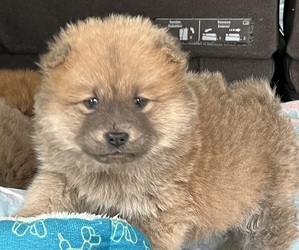 Chow Chow Puppy for sale in PIEDMONT, AL, USA