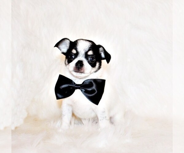 Medium Photo #36 Chihuahua Puppy For Sale in CHARLESTON, AR, USA