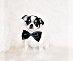 Small Photo #36 Chihuahua Puppy For Sale in CHARLESTON, AR, USA