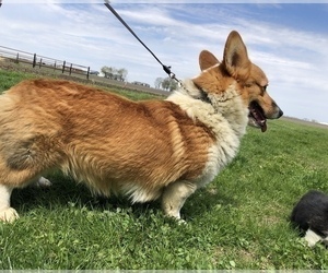 Father of the Pembroke Welsh Corgi puppies born on 12/04/2021