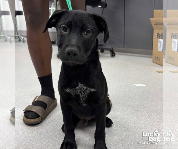 Medium Photo #2 Labrador Retriever-Unknown Mix Puppy For Sale in Washington, DC, USA