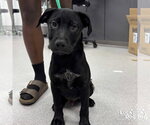 Small #1 Labrador Retriever Mix