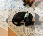 Small #3 Chihuahua Mix
