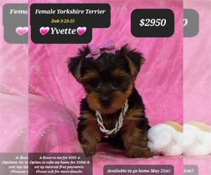 Yorkshire Terrier Puppy for sale in TUCSON, AZ, USA