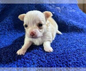 Chihuahua Puppy for sale in ABILENE, KS, USA