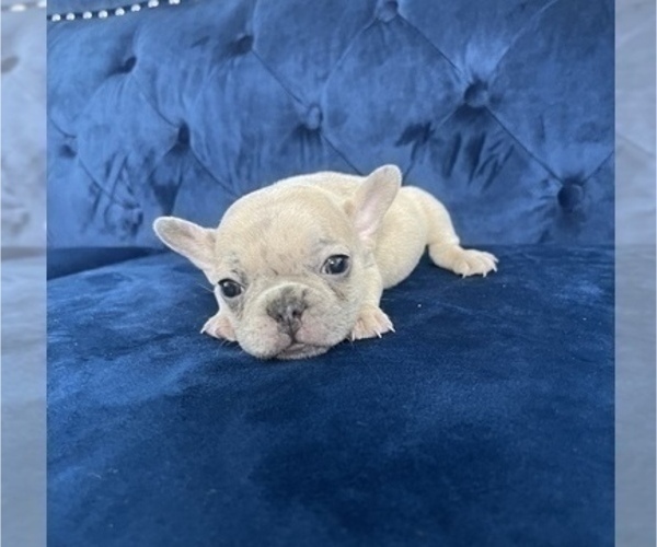 Medium Photo #39 French Bulldog Puppy For Sale in EMPIRE STATE, NY, USA