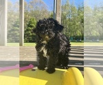 Small Poodle (Toy)