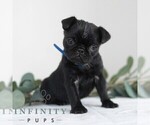 Small Photo #6 Pug Puppy For Sale in MILL HALL, PA, USA