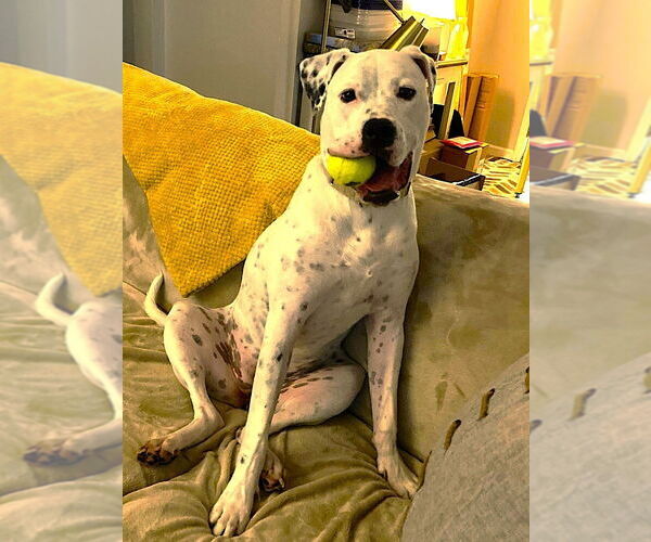 Medium Photo #4 American Bulldog Puppy For Sale in Raleigh, NC, USA