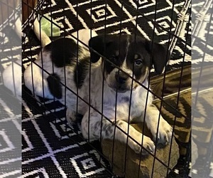 Texas Heeler Dog for Adoption in HURON, Tennessee USA