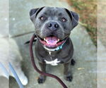 Small #2 American Staffordshire Terrier Mix
