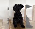 Small #2 Schnauzer (Miniature)